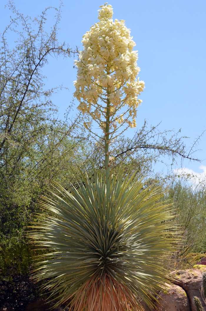 Beaked Yucca has erect dry egg-shaped fruits splitting at maturity. The fruits are technically called a capsule. This species is tree-like with a truck that measures 5 to 8 inches (12.7 to 20.3 cm) in diameter. Yucca rostrata
